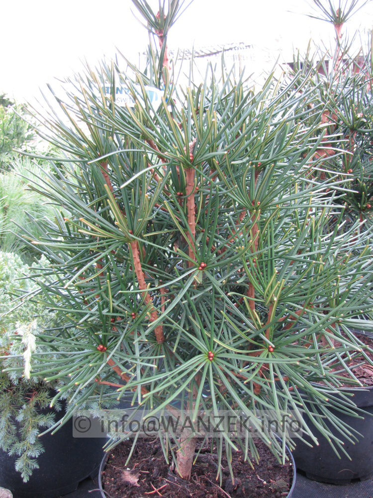 Sciadopitys verticillata 05.JPG